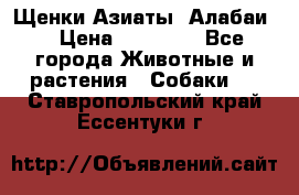 Щенки Азиаты (Алабаи) › Цена ­ 20 000 - Все города Животные и растения » Собаки   . Ставропольский край,Ессентуки г.